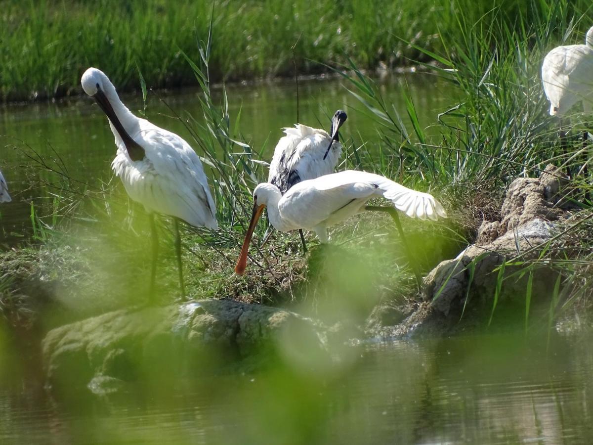 Agriturismo Venice Photobirding Тессера Екстер'єр фото